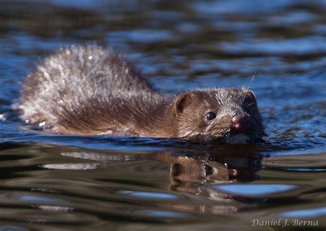 pics of a mink|photos of swimming mink.